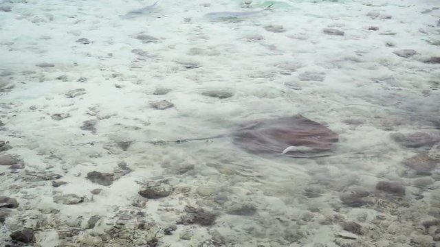 Marine Wildife in Abundance on Vaadhoo Island, Maldives