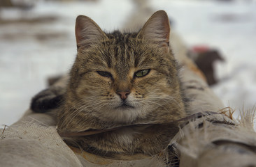 The cat is warming itself on tubes