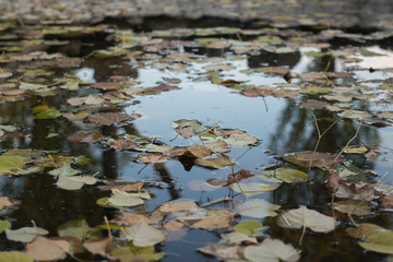 beautiful fallen leaves in the water in late autumn