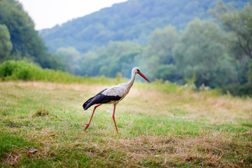 White stork walking on a green meadow, hunting for food
