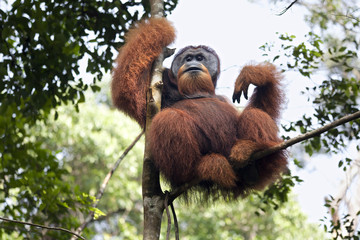 Dominant male orangutan sitting on a tree in the jungles of Sumatra