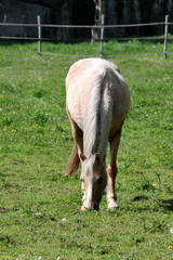 Fototapeta premium cheval