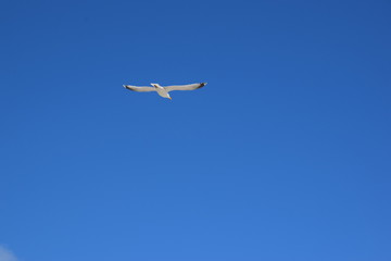 Fliegende Möwe