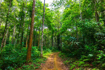 way in rain forest 