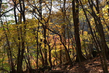 Obraz premium 由布院の紅葉