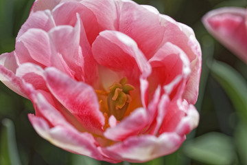 detail of a tulip