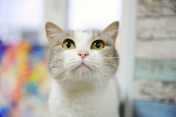 Gray and white fluffy cat looks forward, close-up portrait