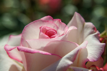 口紅の薔薇