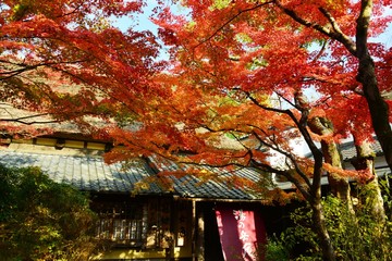 由布院の紅葉