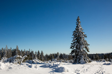 Winter im Hochschwarzwald