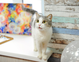 Funny playful gray and white fluffy kitty stands on the windowsill