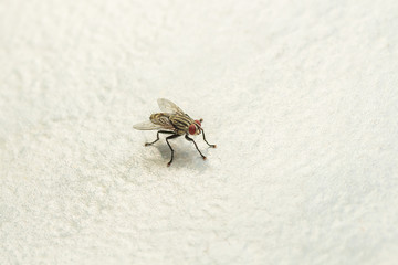 A fly on the floor, Fly is carrier of diarrhea,Macro of a green fly