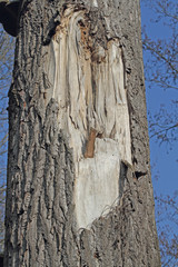 Fototapeta premium Weiden-Rinde