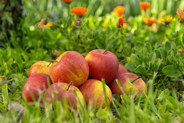 Group of apples in the grass, near a tree