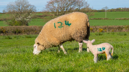 Fototapeta premium lamb suckling sheep on lucious green pasture