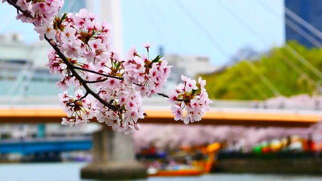 Close - up of Japan Cherry blossom fullbloom in spring season in japan with blur river background.