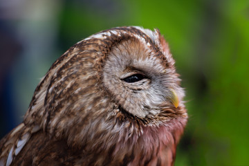 Tawny Owl