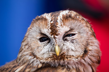 Tawny Owl