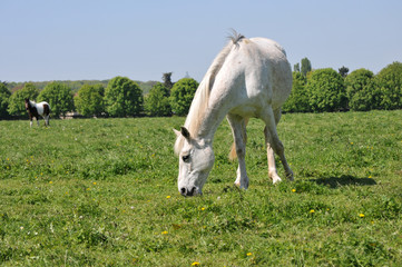 Obraz premium cheval