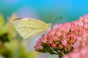 Beautiful yellow butterfly collects nectar on flower bud