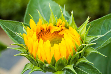 sunflower that is  about to blossom