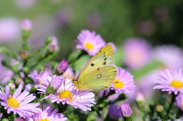 Obraz premium Yellow butterfly collects nectar on a bud of Astra Verghinas