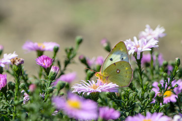 Yellow butterfly collects nectar on a bud of Astra Verghinas © alex_1910