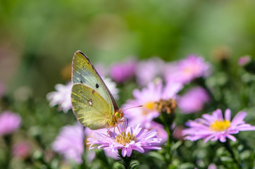 Yellow butterfly collects nectar on a bud of Astra Verghinas