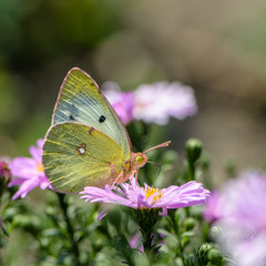 Yellow butterfly collects nectar on a bud of Astra Verghinas