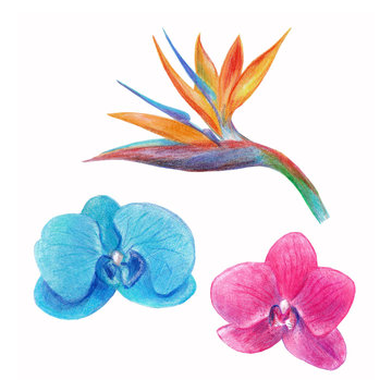 Tropical flowers drawn of colored pencils.Blue and pink orchids,strelitzia.