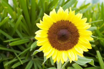 sunflower with green leaves as background