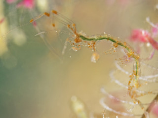 Skeleton Shrimp, Widderkrebschen (Caprellidae)