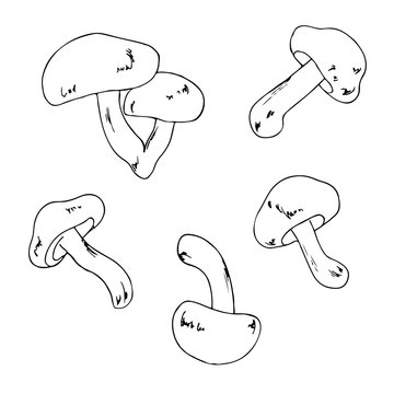vector white black contour sketch of mushrooms