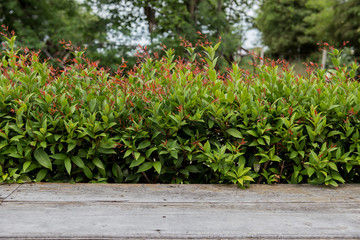 green flower background