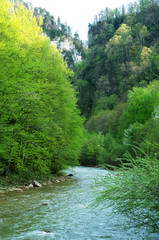 Mountain river in the spring