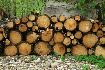stack of firewood in the forest