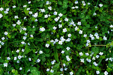 small blue flowers in the grass. The view from the top