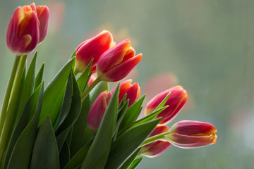 Tulips in front of a window