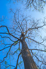 Detailed tree branches
