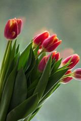 Naklejka premium Tulips in front of a window