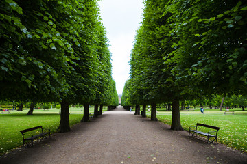 Tree alley with path in city park