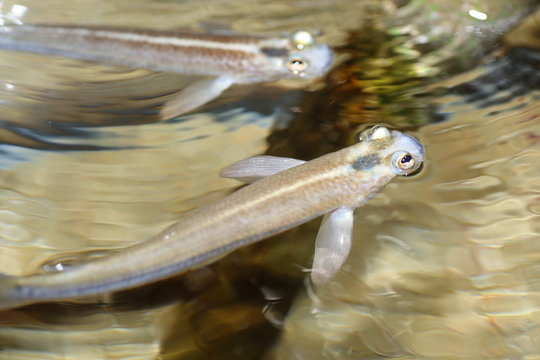 Four-eyed fish (Anableps anableps) in Amazon, South America
