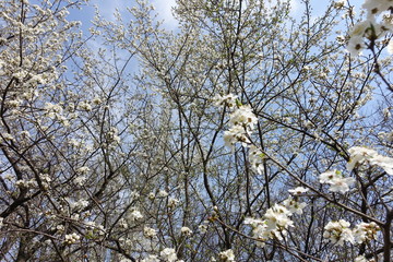 Branches of blossoming cherry trees against the sky