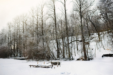 Winter pine forest in sunny cold day ,Ukraine
