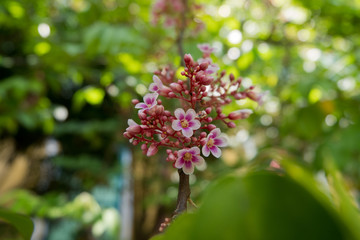 Pink star apple flower