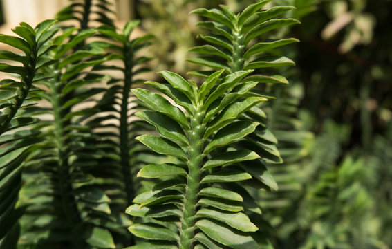 Pedilanthus smallii Millsp, Herbal plant