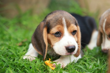 purebred beagle puppy is enjoy eating fruit, 2 months strong male beagle puppy 