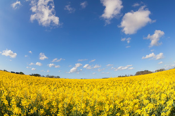 yellow canola field and blue sky