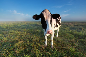 cow on summer pasture in morning