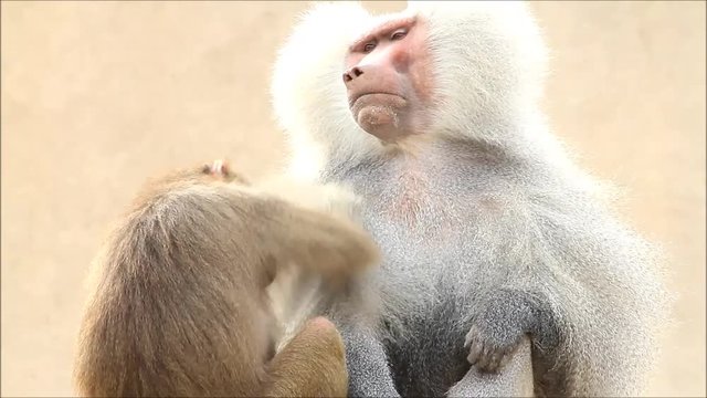 Baboons taking care of each other, Papio hamadryas

